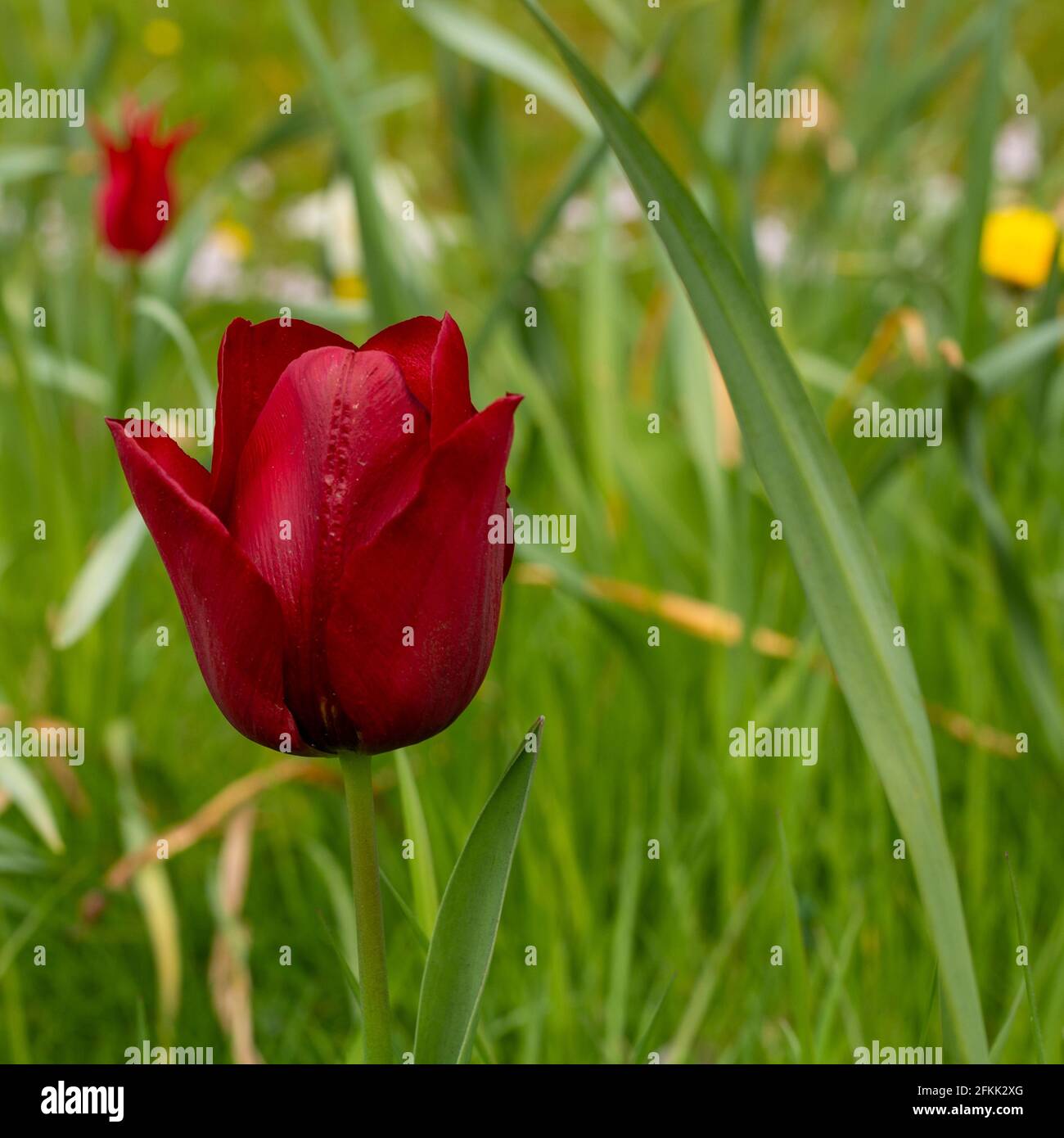 I colori della primavera Foto Stock