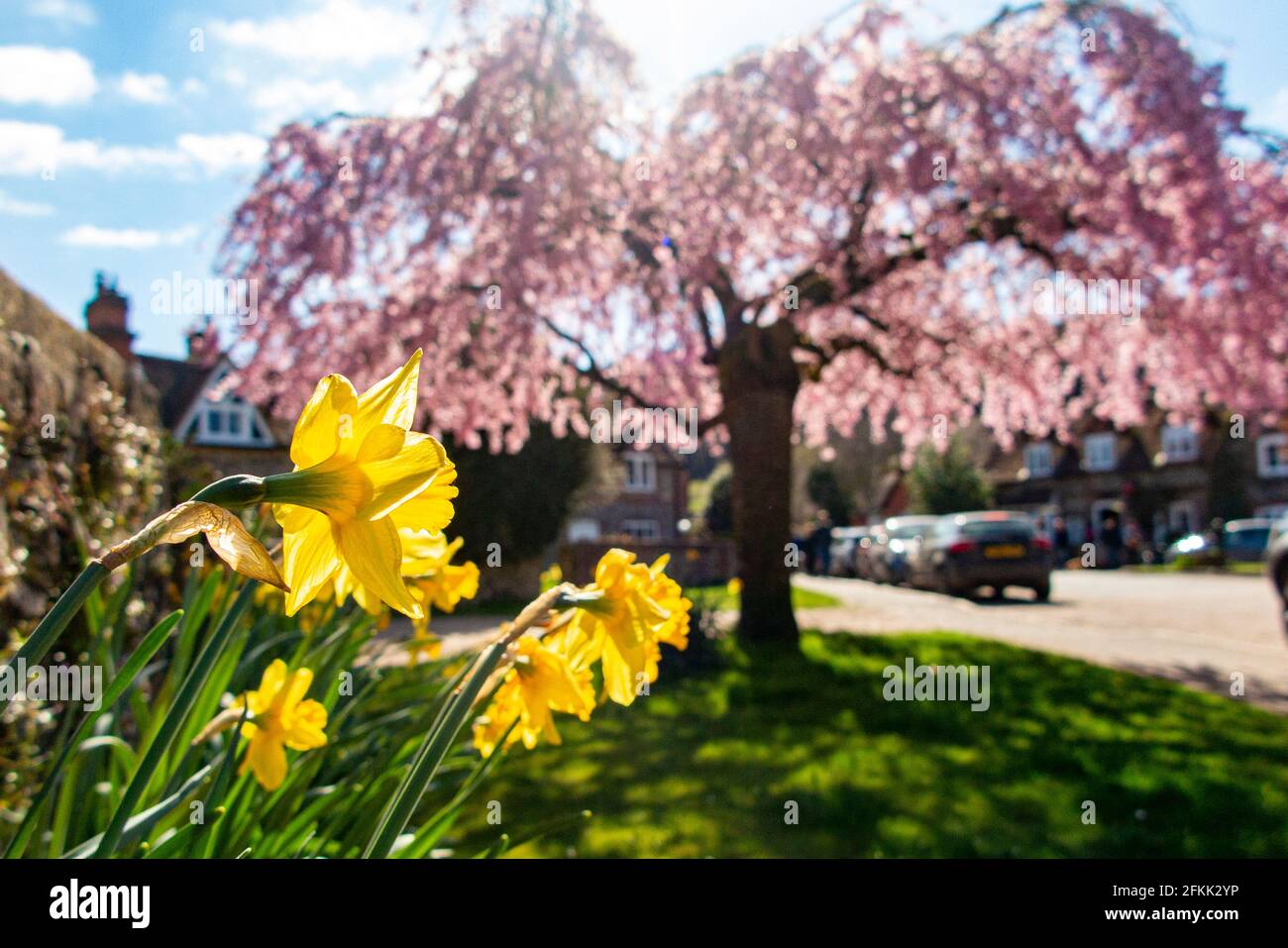 Fiore di ciliegi e narcisi primaverili nel villaggio storico di Hambledon, Buckinghamshire, Inghilterra Foto Stock