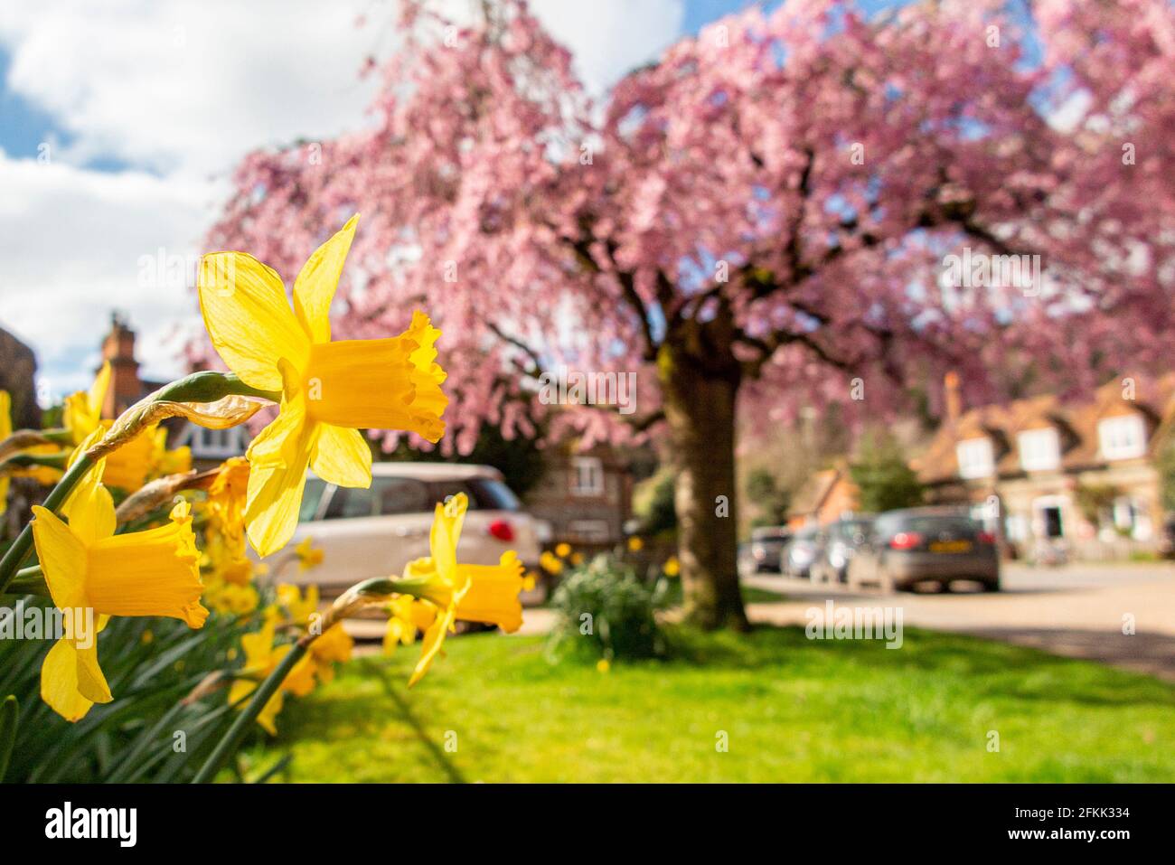 Fioritura dei ciliegi e narcisi nello storico villaggio di Hambledon, Buckinghamshire, Inghilterra Foto Stock