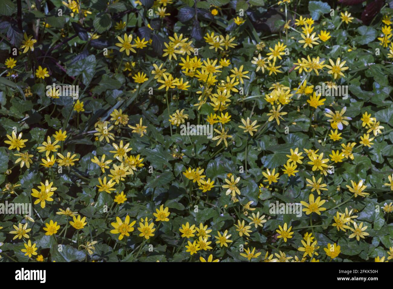 Massa di minori fiori di celandina, ficaria verna, su pavimento in legno Foto Stock
