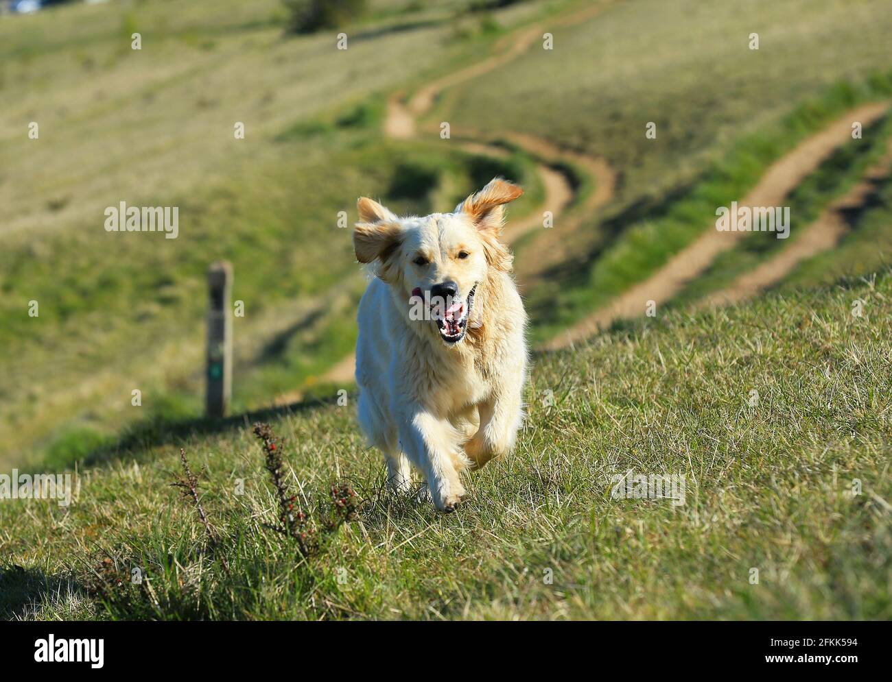 Buon Labrador che batte verso il fotografo, desideroso di dire Ciao. Selsley comune. Stroud, Gloucestershire Foto Stock