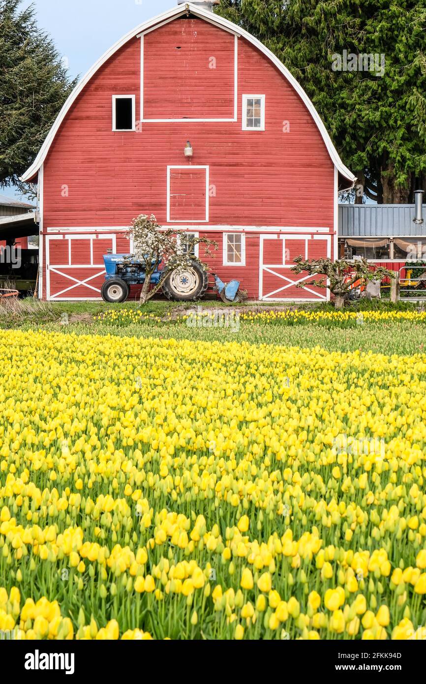 Un vecchio trattore Ford blu con caricatore posteriore in davanti al fienile rosso dietro un albero di ciliegio fiorendo campo tulipani gialli Foto Stock