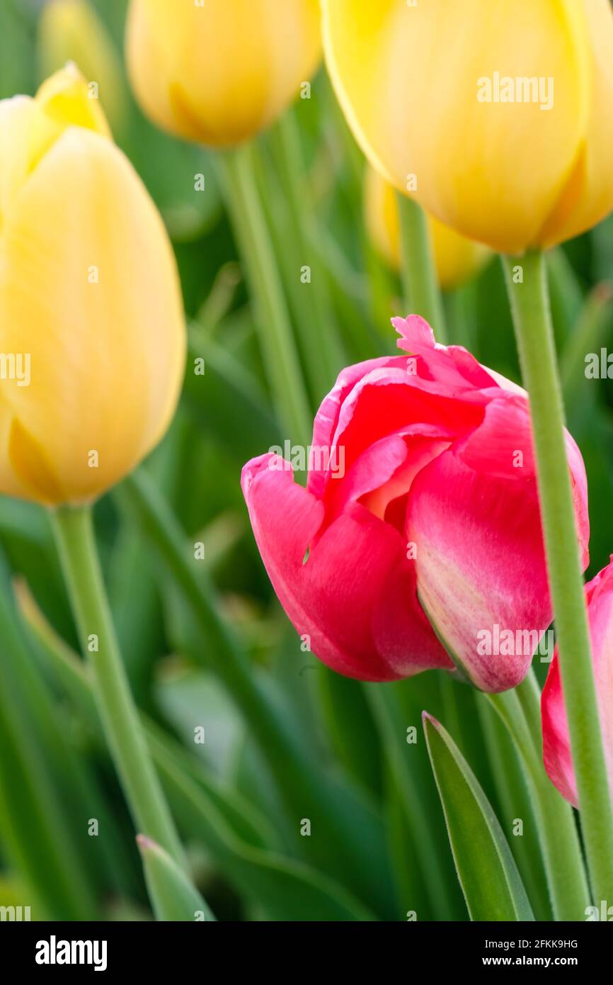 Primo piano di un tulipano rosa tra tulipani gialli Foto Stock