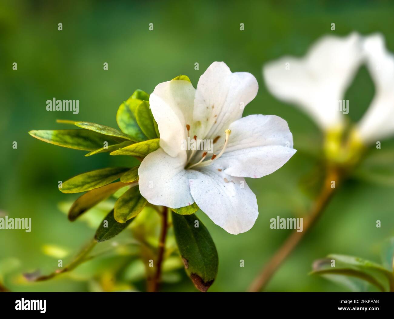 fiore bianco azalea primo piano con sfondo sfocato Foto Stock