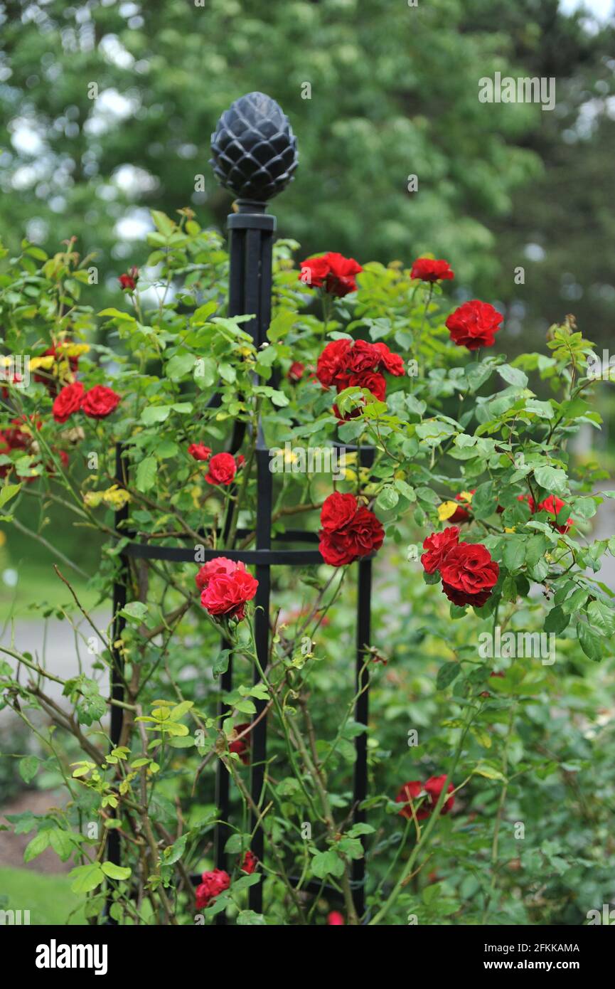 Rosa Floribunda rossa (Rosa) Arrampicata Alain fiorisce su un obelisco metallico nero in un giardino nel mese di giugno Foto Stock