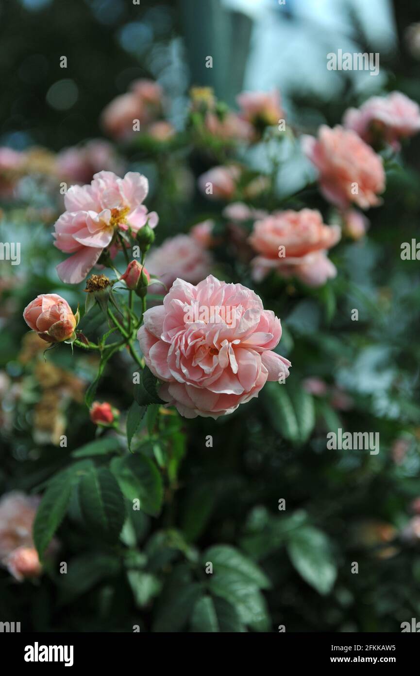 Rosa medio grande-fiorito scalatore rosa (Rosa) Colette fiorisce in un  giardino nel mese di luglio Foto stock - Alamy