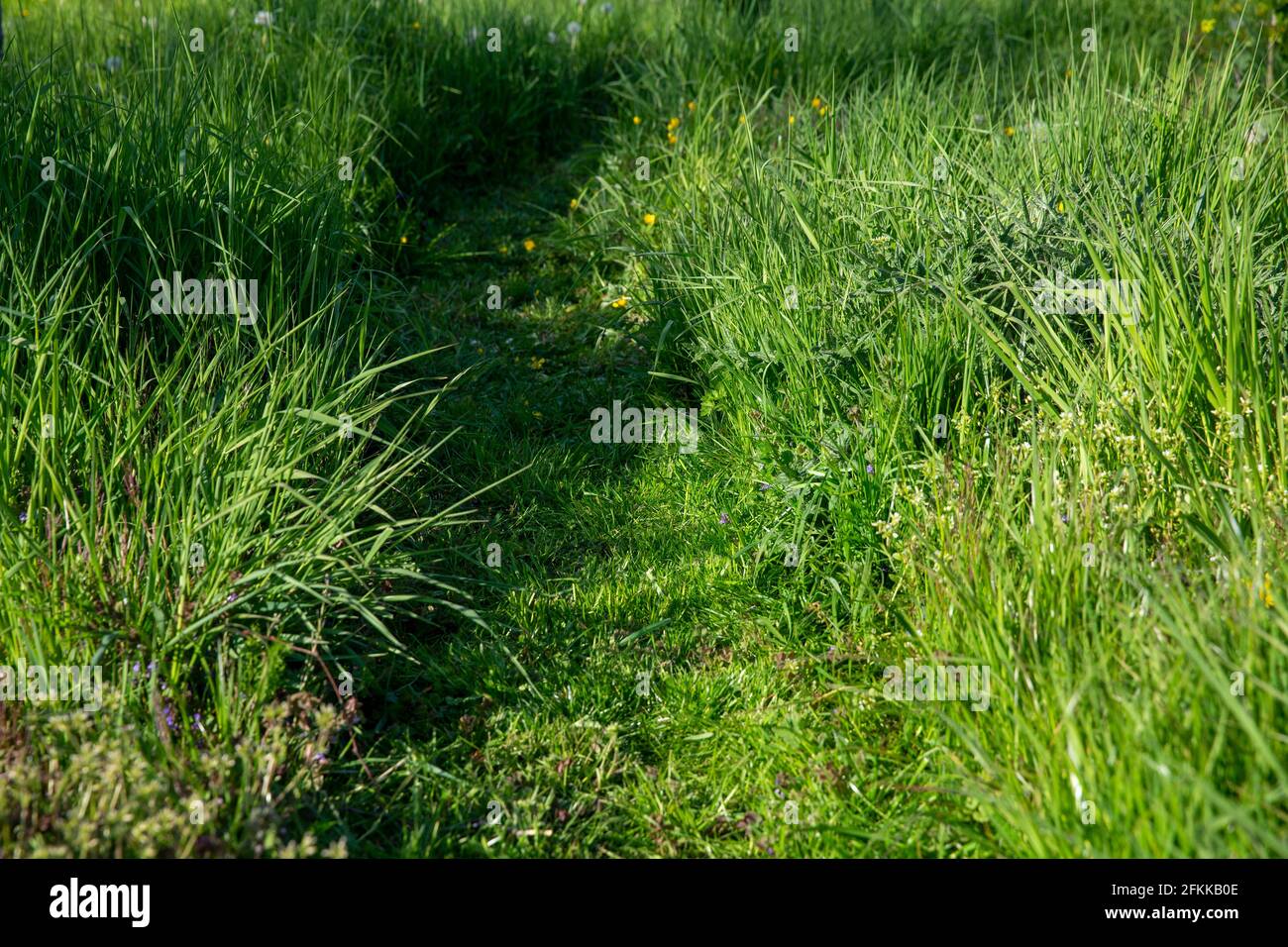L'illustrazione raffigura il prato erboso in un giardino a Sint-Maria-Lierde, domenica 02 maggio 2021. Il 'maai Mei niet - en mai, tinte a l'arret' (No Mow Foto Stock