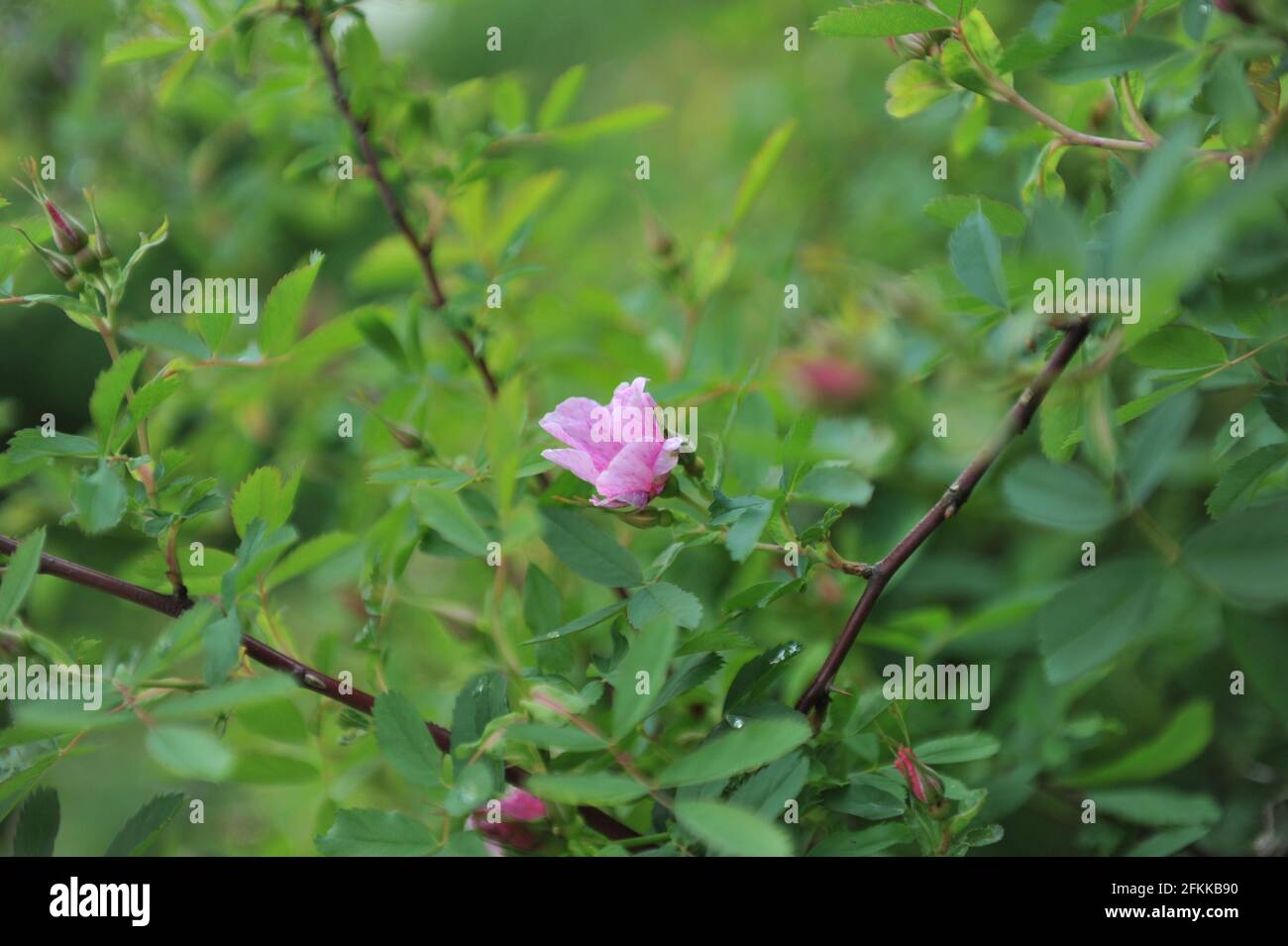 Specie rosa chiaro Lederrose (Rosa corifolia) fiorisce in un giardino nel mese di giugno Foto Stock