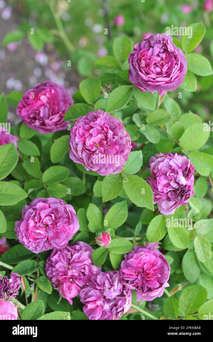 Rosa Provins (Rosa gallica) Cosimo Ridolfi fiorisce in un giardino nel mese di giugno Foto Stock