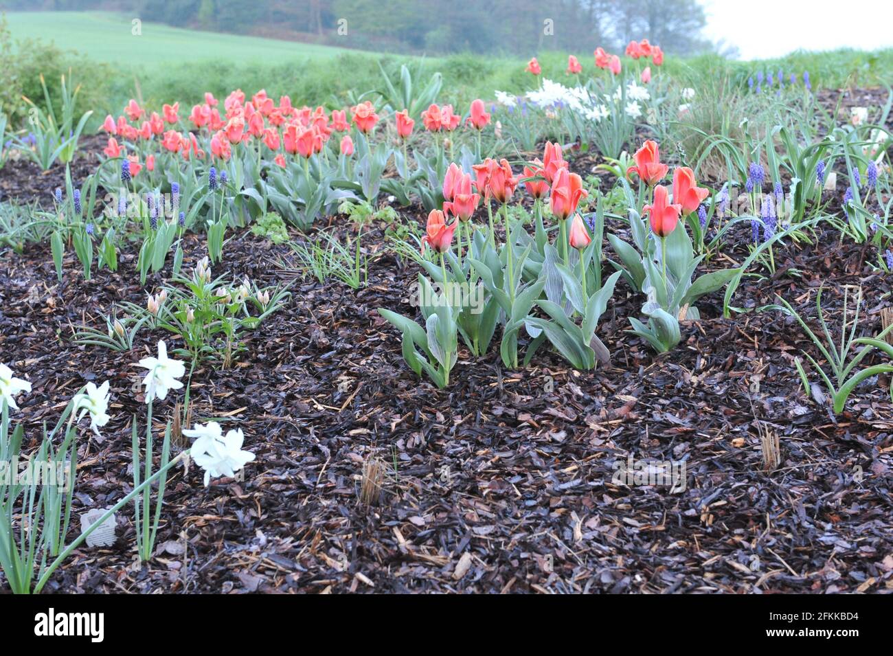 Tulipani Greigii rosso-arancio (tulipa) Calypso con foglie rigate fioriscono in un giardino nel mese di aprile Foto Stock