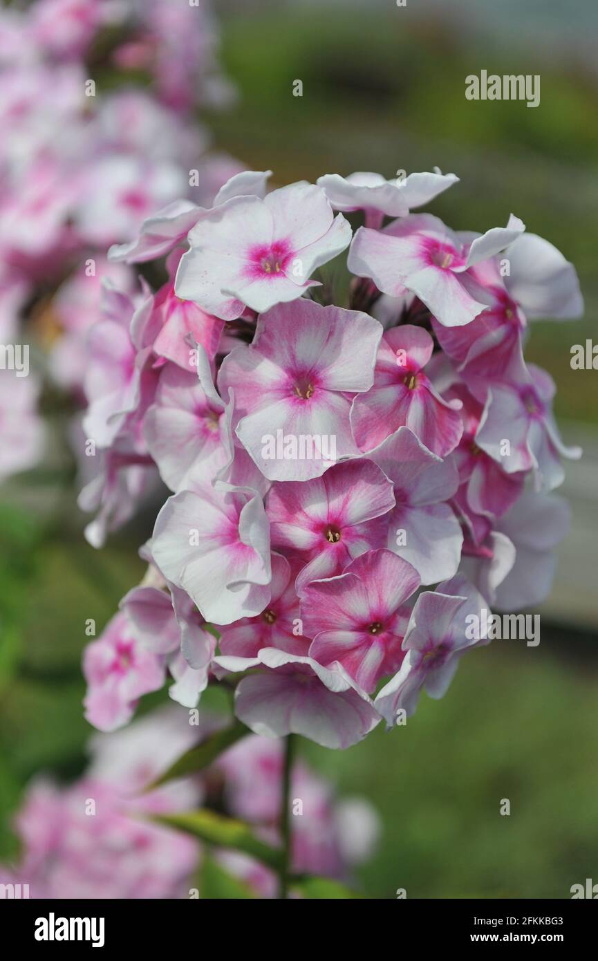 Phlox paniculata Abramtsevskoe Kruzhevo (Abramtsevo Lace) fiorisce in un giardino nel mese di luglio Foto Stock