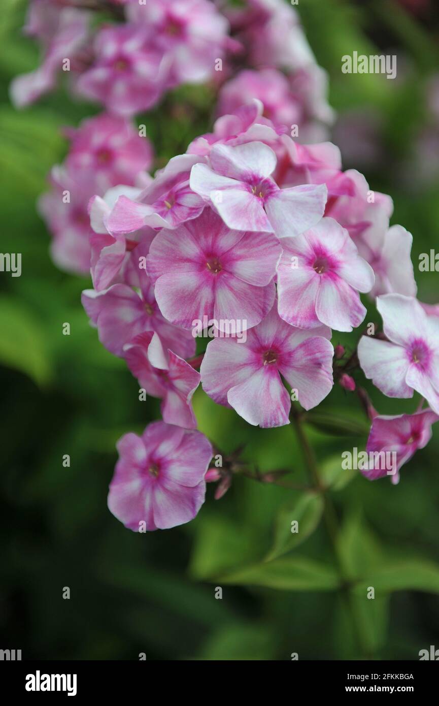 Phlox paniculata Abramtsevskoe Kruzhevo (Abramtsevo Lace) fiorisce in un giardino nel mese di luglio Foto Stock