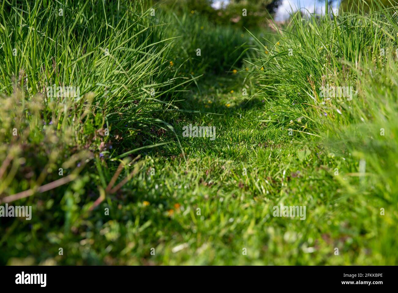 L'illustrazione raffigura il prato erboso in un giardino a Sint-Maria-Lierde, domenica 02 maggio 2021. Il 'maai Mei niet - en mai, tinte a l'arret' (No Mow Foto Stock