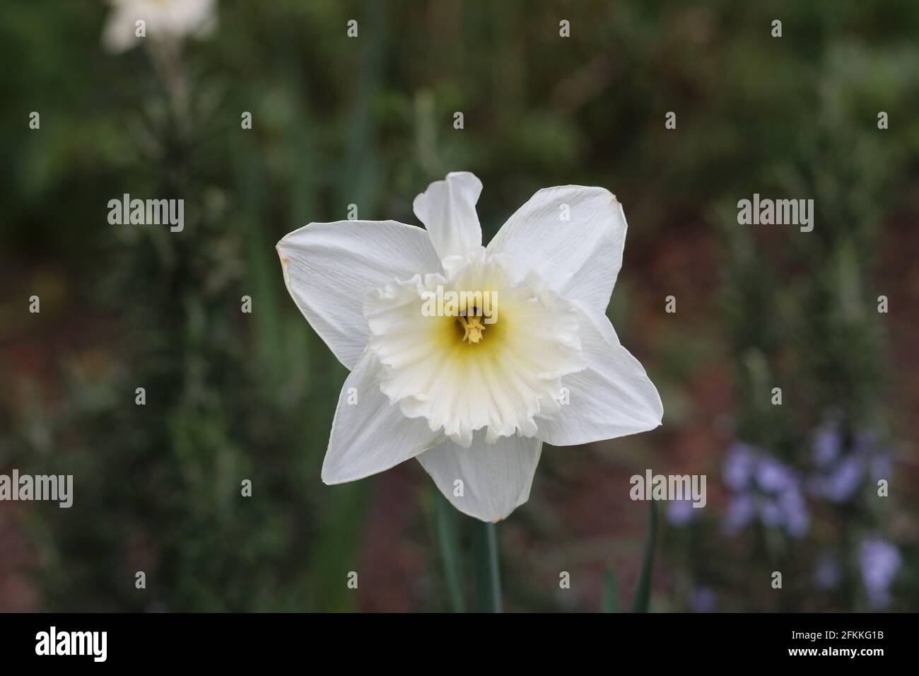 Scena primaverile che mostra un singolo daffodil bianco su sfondo sfocato. Foto di alta qualità Foto Stock