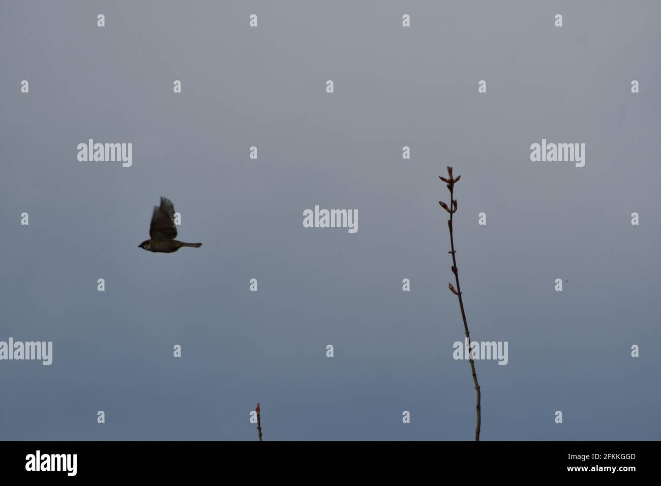 Tree Sparrow in volo Foto Stock