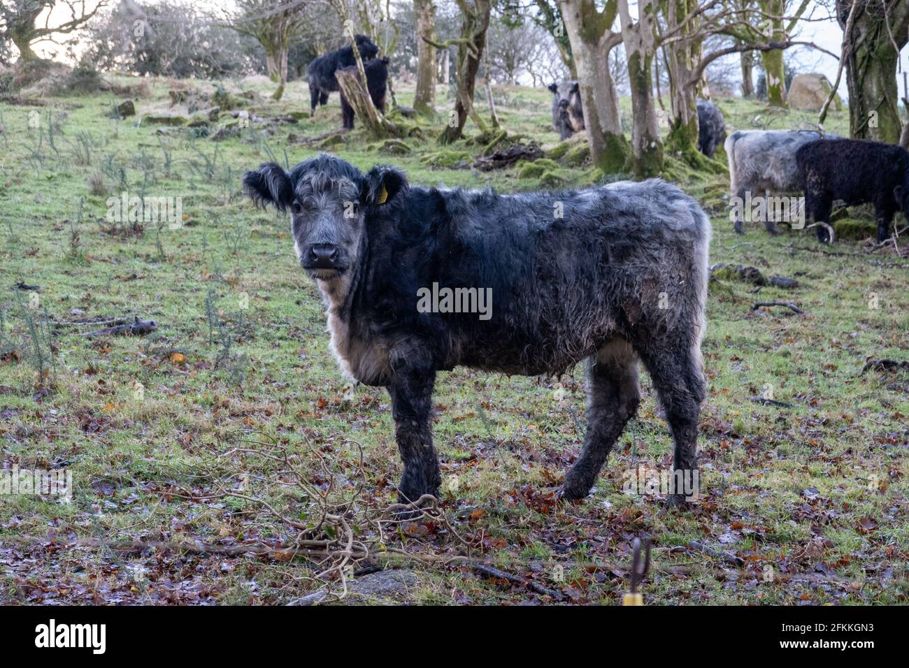 Bullock nero nel campo Foto Stock
