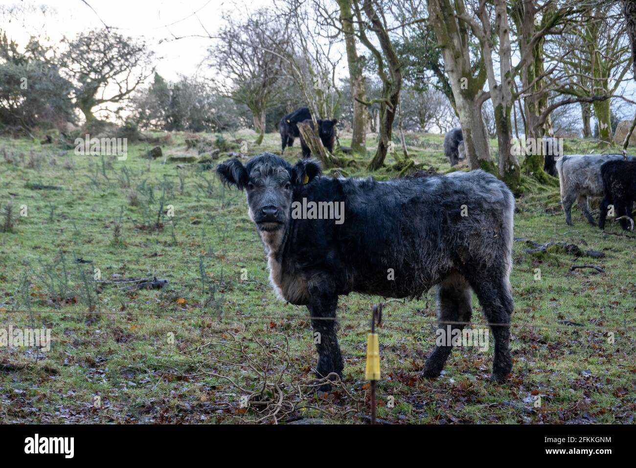 Bullock nero nel campo Foto Stock