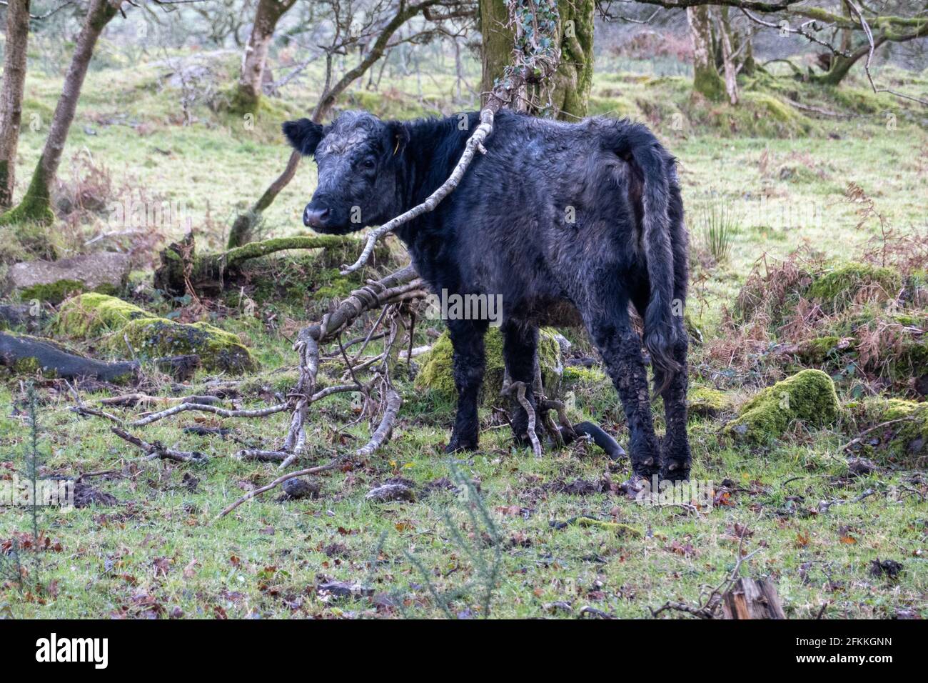 Bullock nero nel campo Foto Stock
