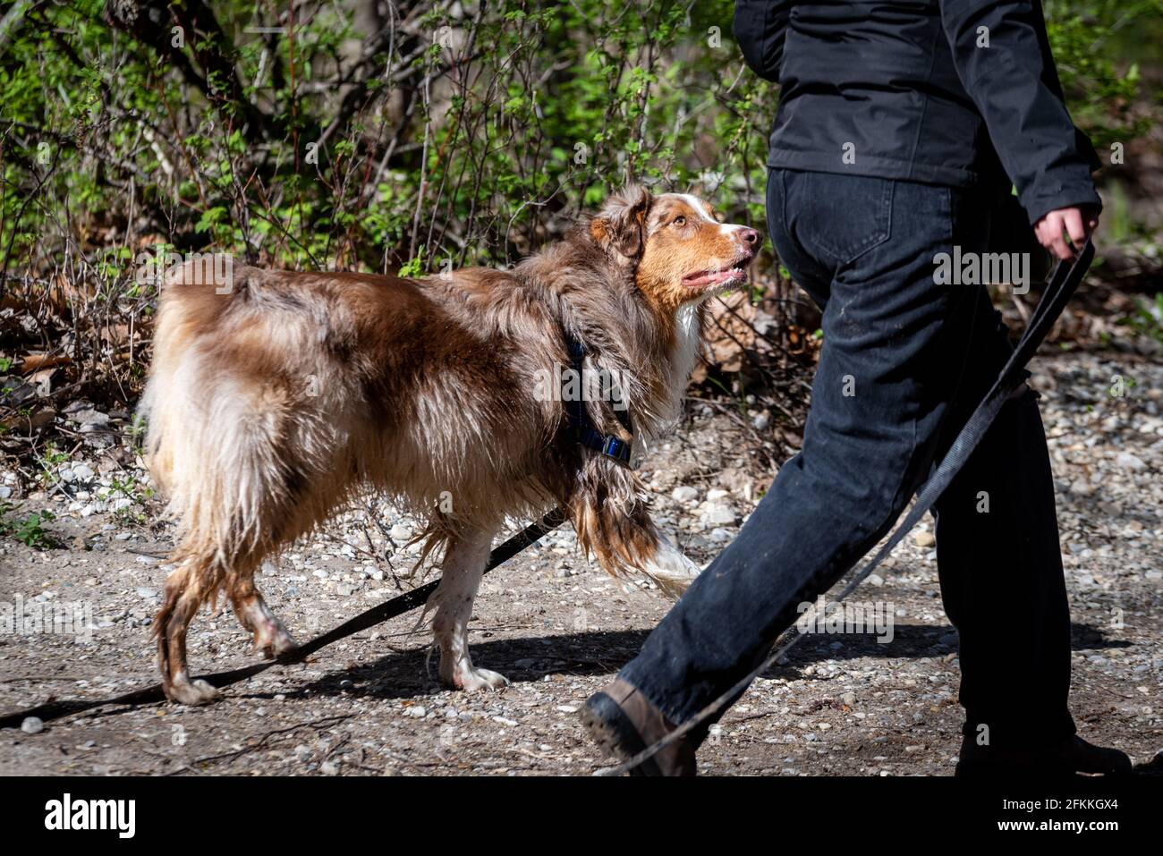 Avventure con il pastore australiano nella foresta e nel ruscello Foto Stock
