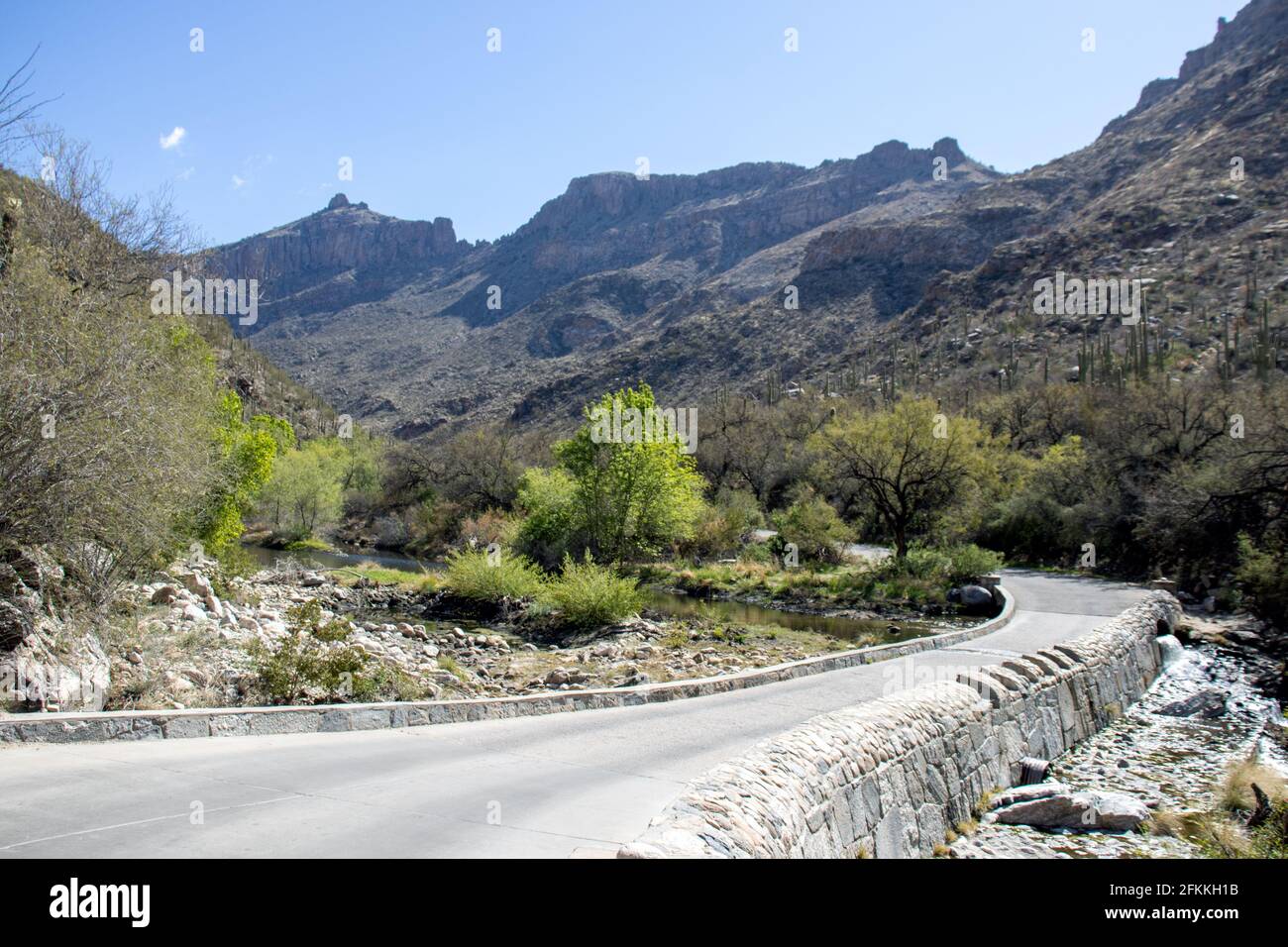 Primavera nel canyon di Sabino, nelle montagne di Santa Catalina appena a nord di Tucson, Arizona. Foto Stock