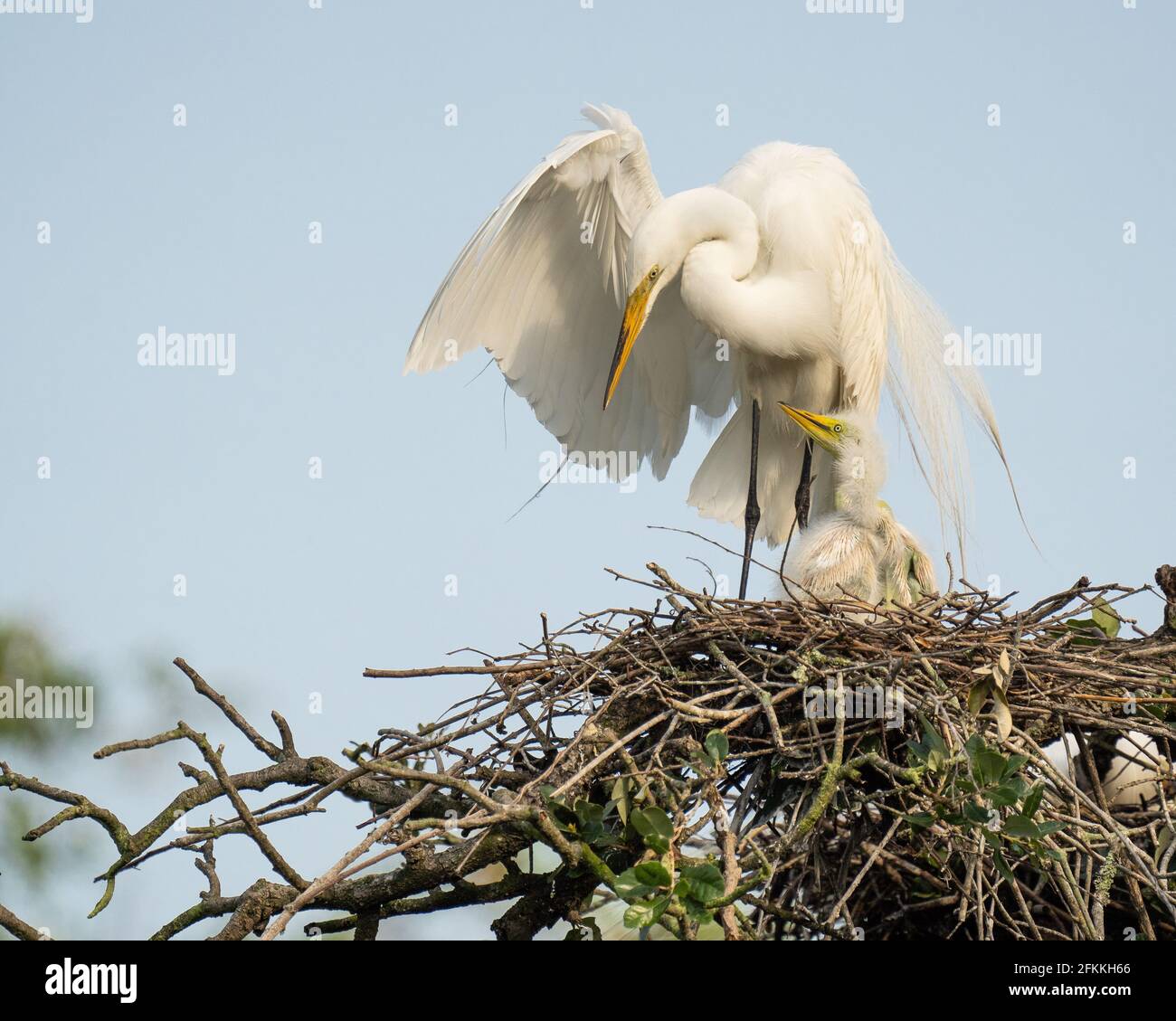 Un grande egret e i suoi pulcini Foto Stock