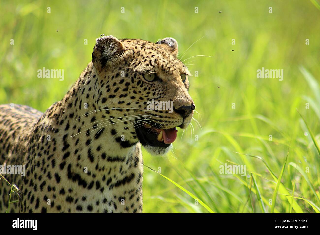 I cinque grandi leopardi africani (Panthera pardus) che si impadronono nella lunga erba, Kruger National Park, Sudafrica Foto Stock