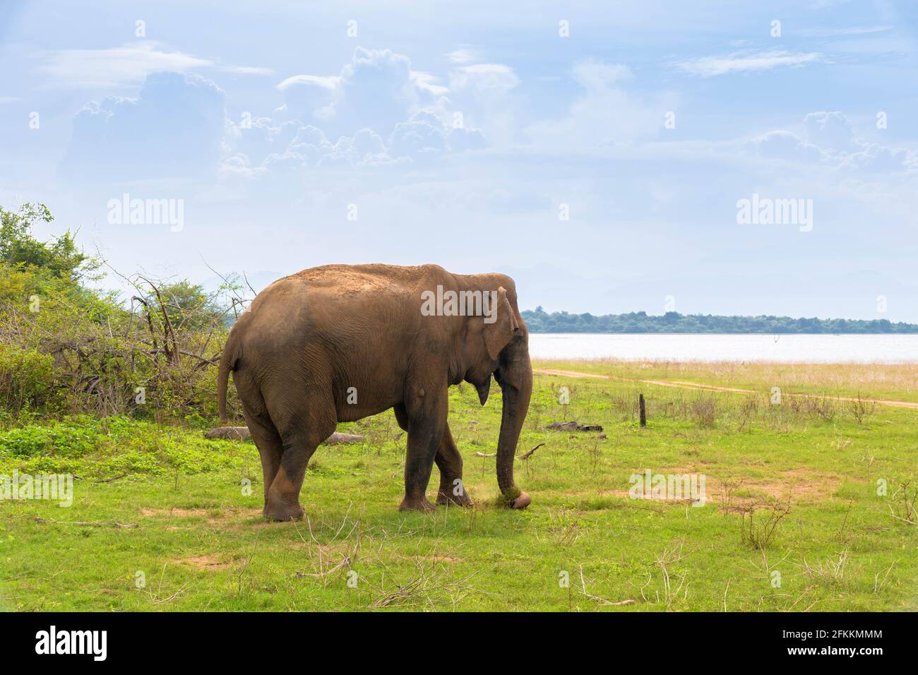 Udawalawe-Nationalpark elefante pavone incredibile parco in Sri Lanka Foto Stock