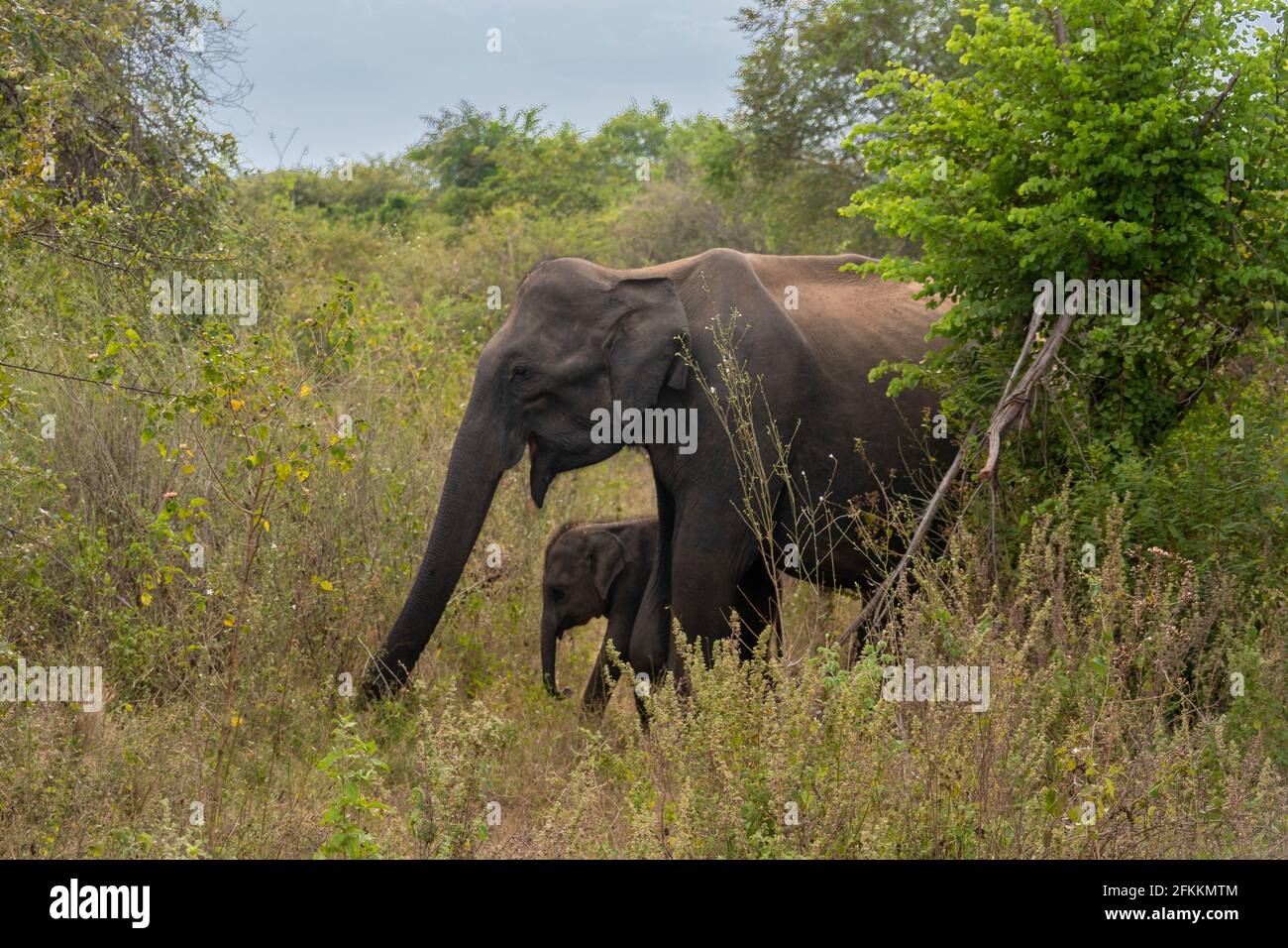 Udawalawe-Nationalpark elefante pavone incredibile parco in Sri Lanka Foto Stock