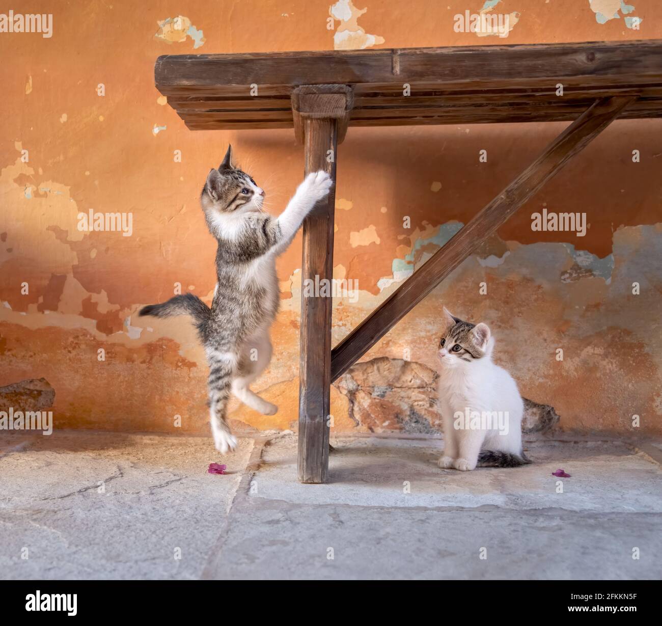 Cute gatto babys giocare, un kitten divertente che salta di fronte a una parete colorata in terracotta vintage con buccia di vernice incrostata Foto Stock