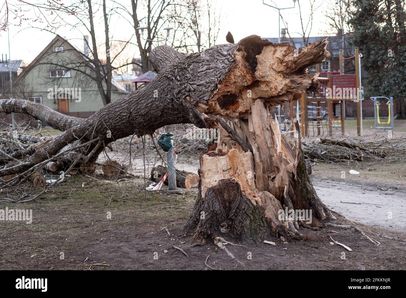 Pericoloso vecchio albero marcio caduto sul parco giochi per bambini durante i venti pesanti. Foto Stock