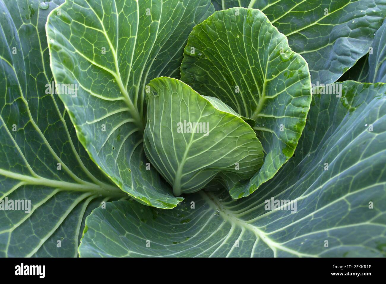 giovane cavolo verde che cresce nel giardino di verdure, closeup Foto Stock