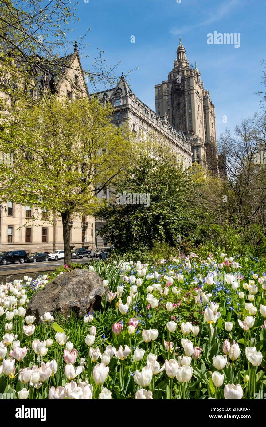 Campo luminoso di fiori in fiore vicino a campi di fragole , Central Park, CPW, NYC, USA, 2021 Foto Stock