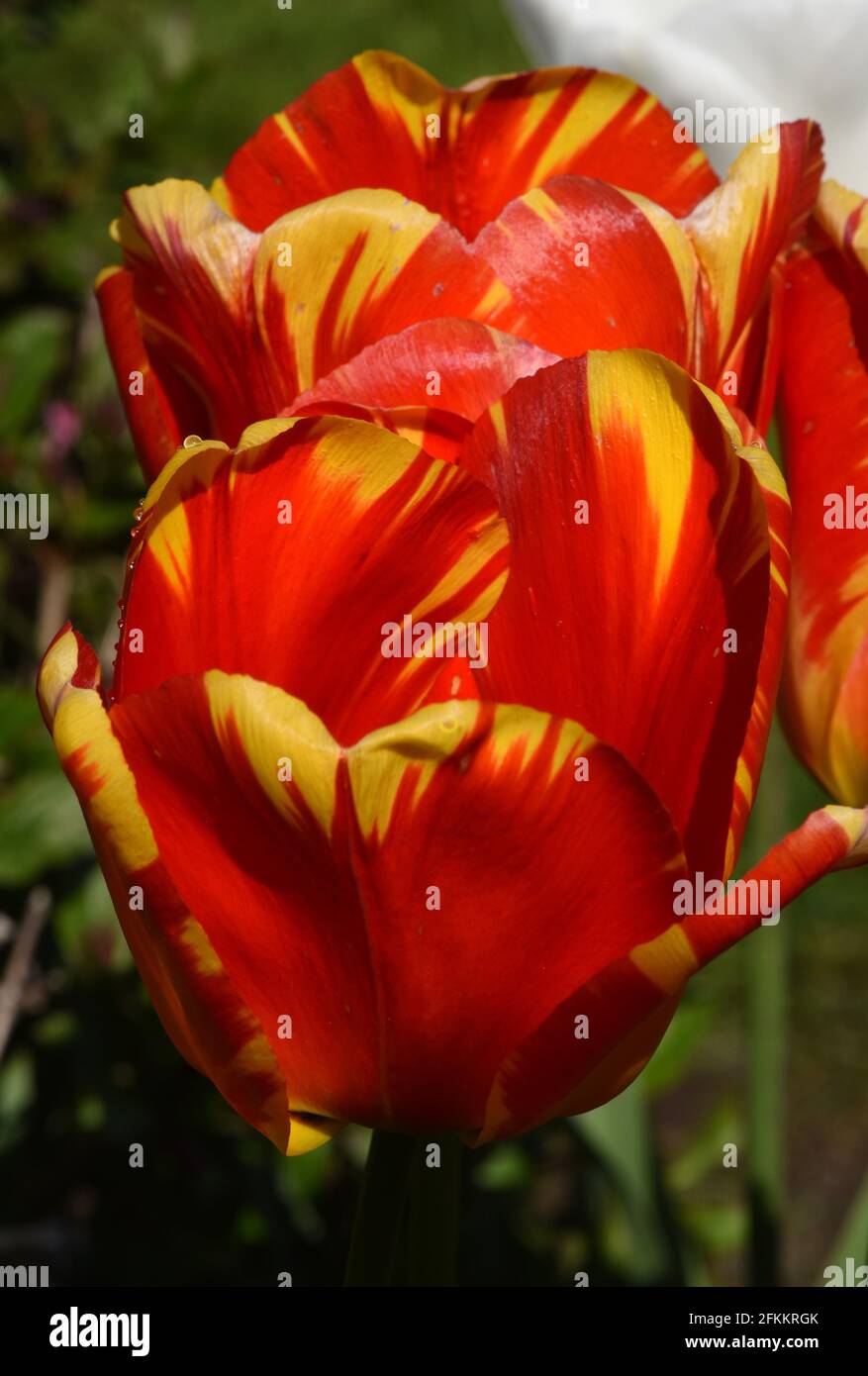 Petali gialli e rossi di un fiore di tulipano contro un giardino verde di piante sfondo Foto Stock