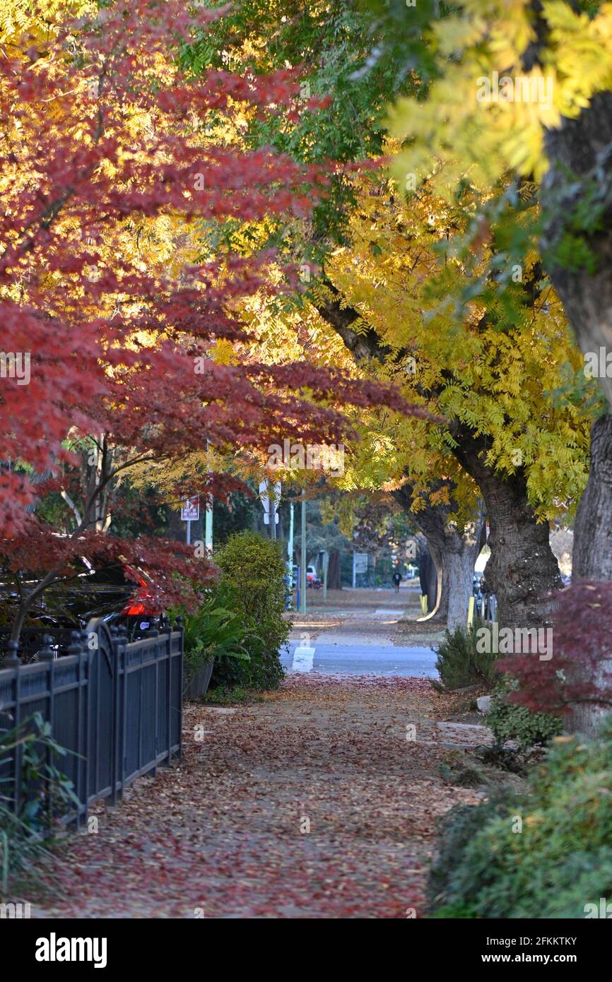 Street a Sacramento, California, USA, con foglie rosse e gialle. C'è l'autunno nel concetto di Sacramento Foto Stock