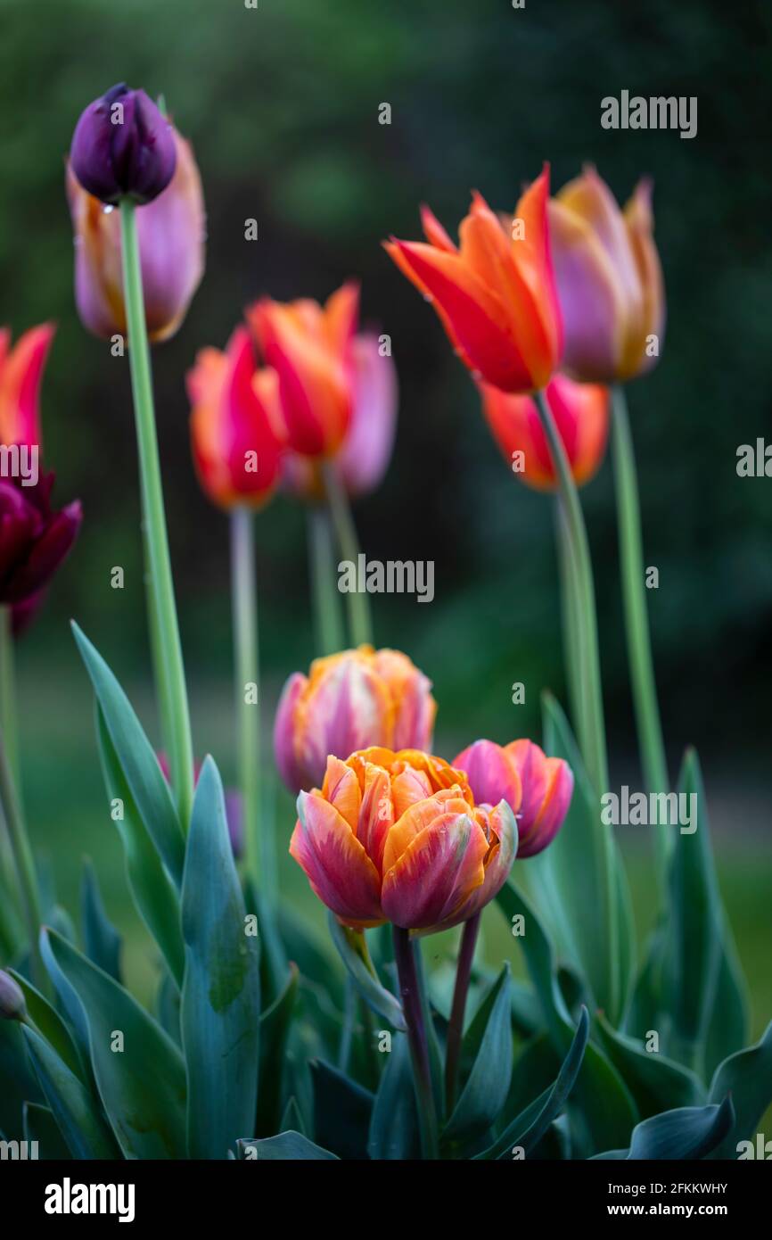 Tulipani arancioni e viola fioriti in primavera Foto Stock