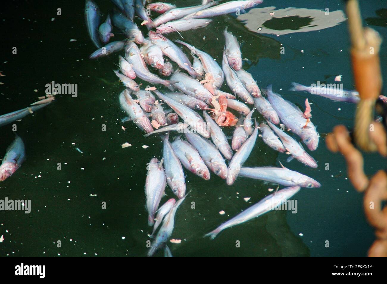 Catture accessorie di pesci e rifiuti ittici nel porto di pesca Foto Stock