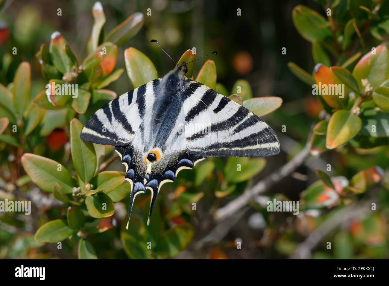 Coda di palude scarpata meridionale (Iphiclides feisthamelii) Foto Stock