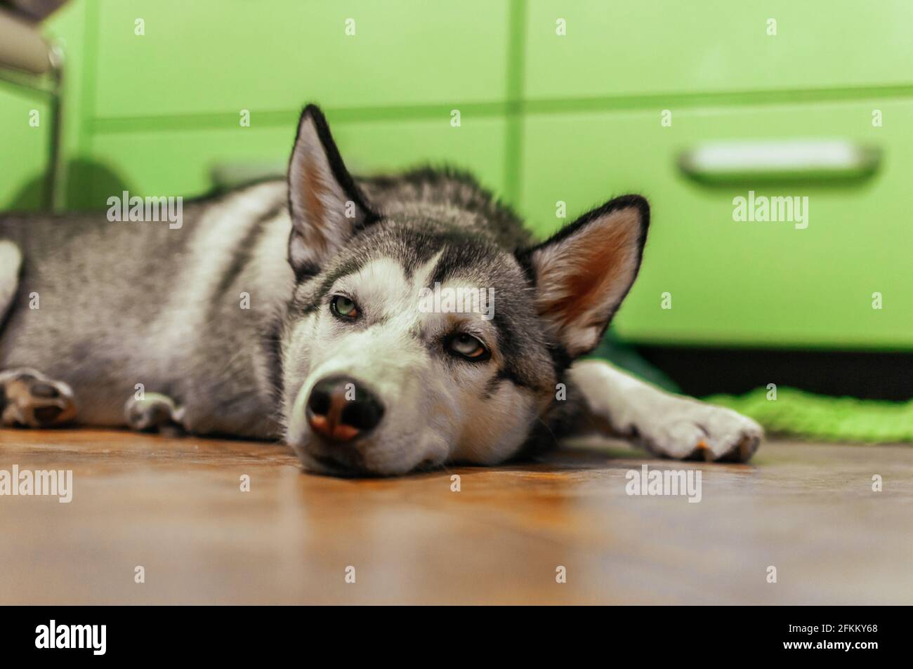 Un closeup di un cucciolo di Husky siberiano annoiato su cui giace il pianale sotto le luci Foto Stock