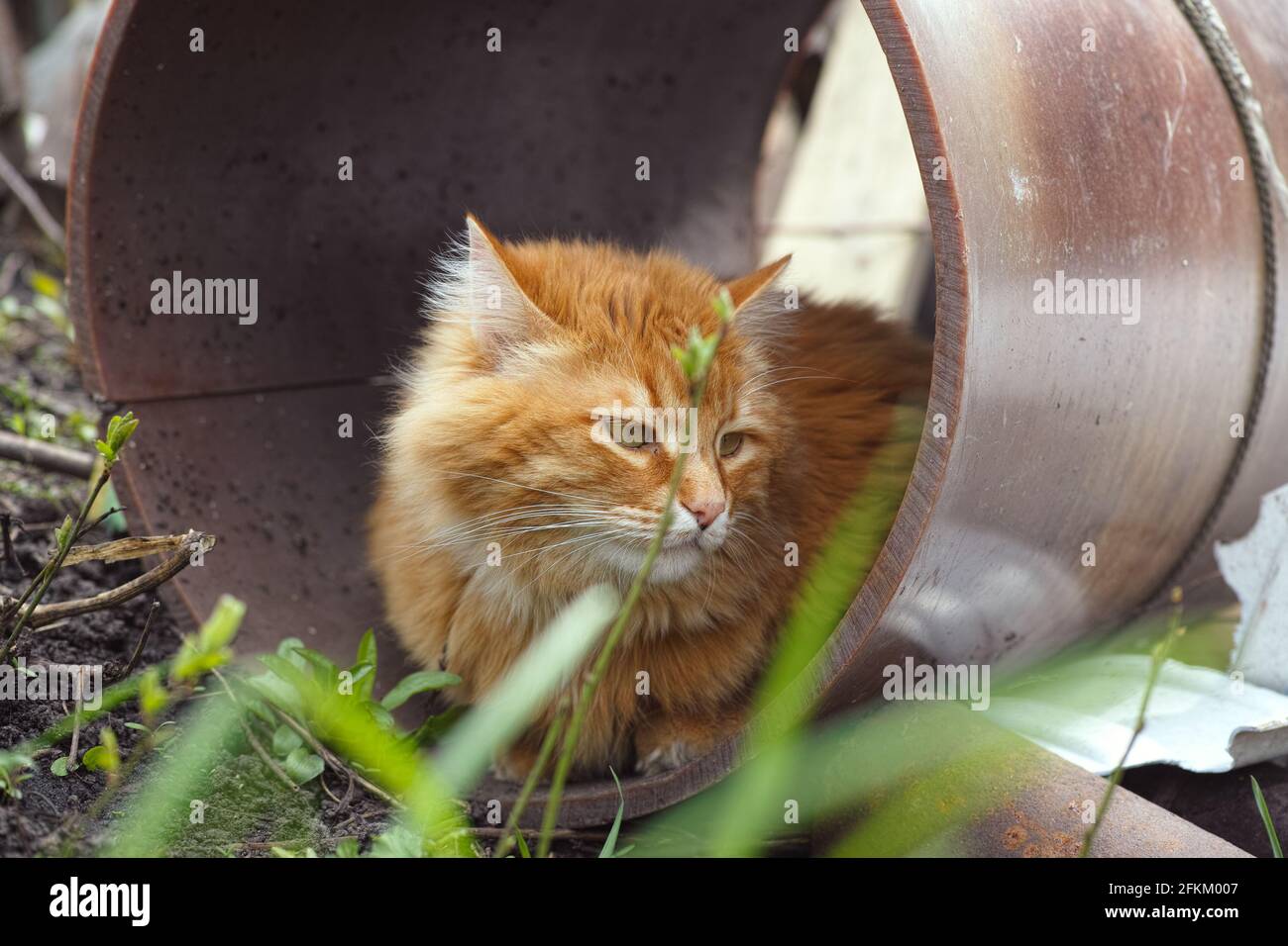 Un gatto randagio seduto all'interno di un tubo. Foto Stock