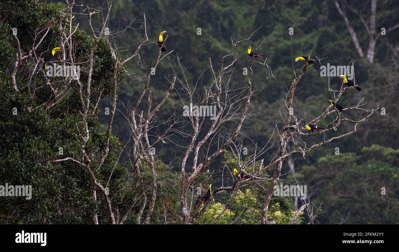 10 chiglia fatturato toucans in un albero raro riunione a. Panamas foresta pluviale Foto Stock