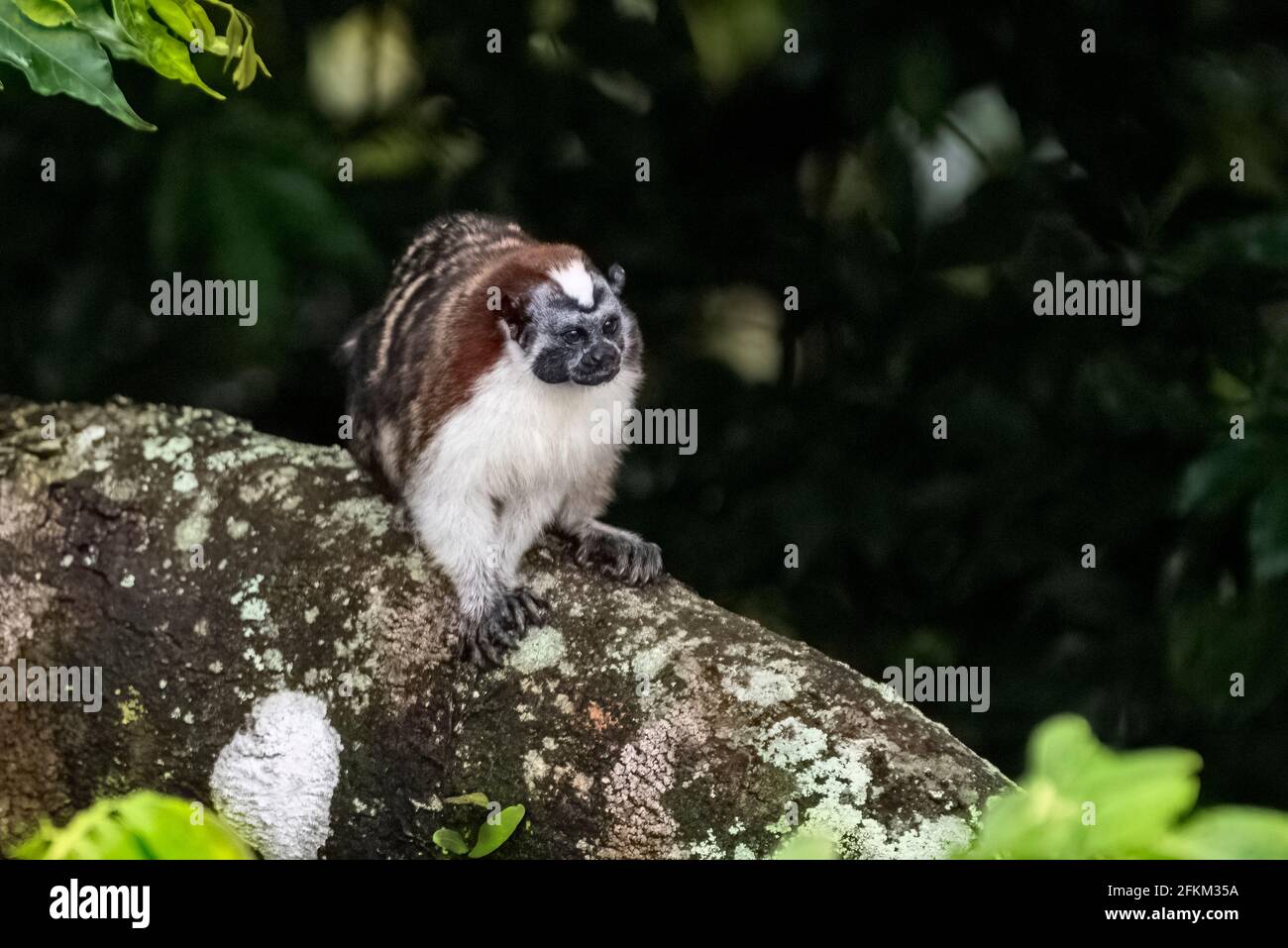 Geoffroy's tamarin (Saguinus geoffroyi), noto anche come il panamense, rosso-crested o rufous-naped tamarin Foto Stock