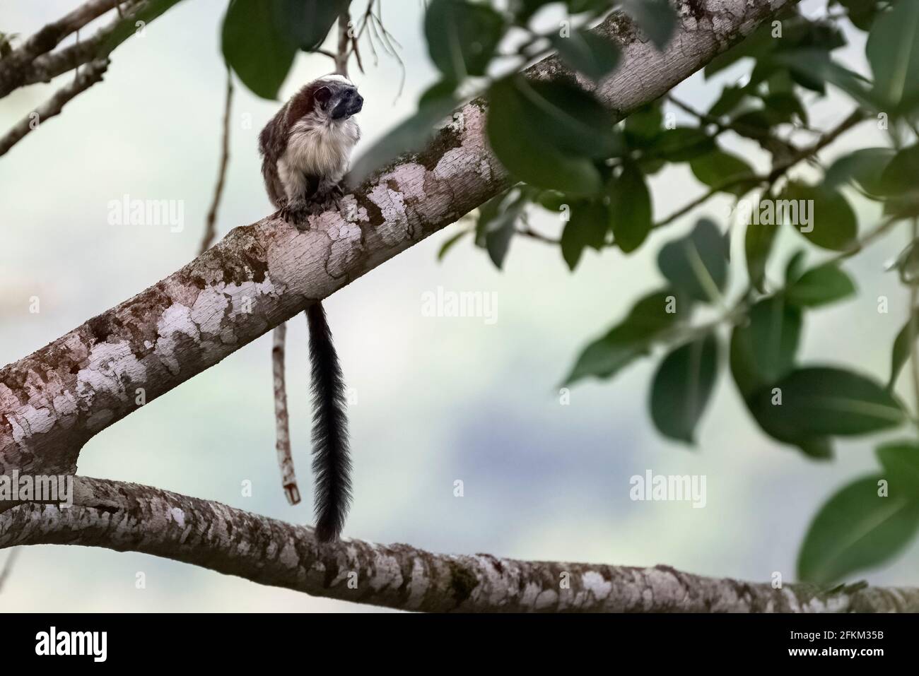 Geoffroy's tamarin (Saguinus geoffroyi), noto anche come il panamense, rosso-crested o rufous-naped tamarin Foto Stock