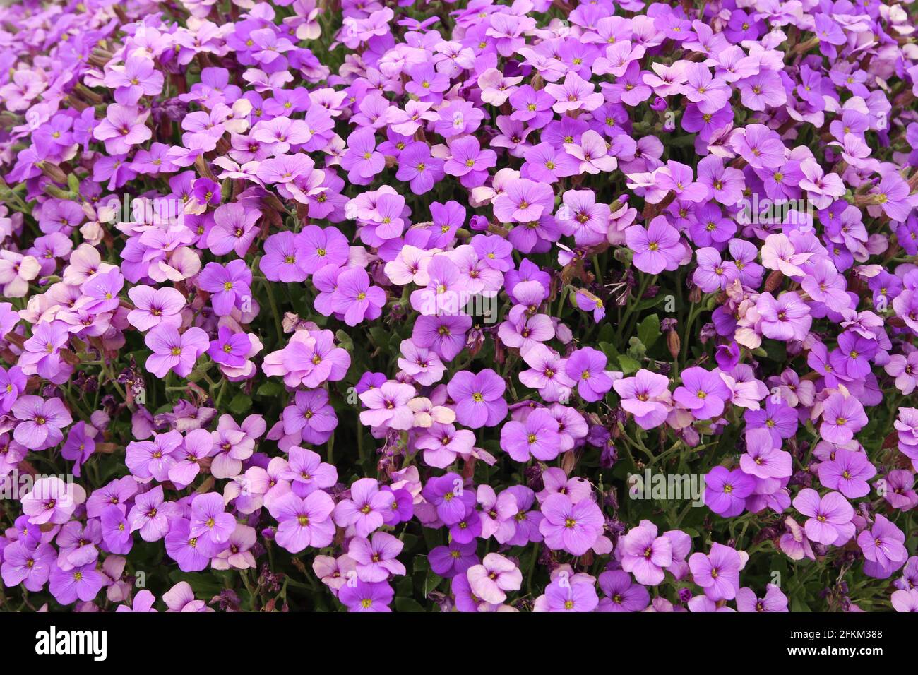 Primo piano di Aubrieta deltoidea (Rock Cress) in fiore in giardino Foto Stock
