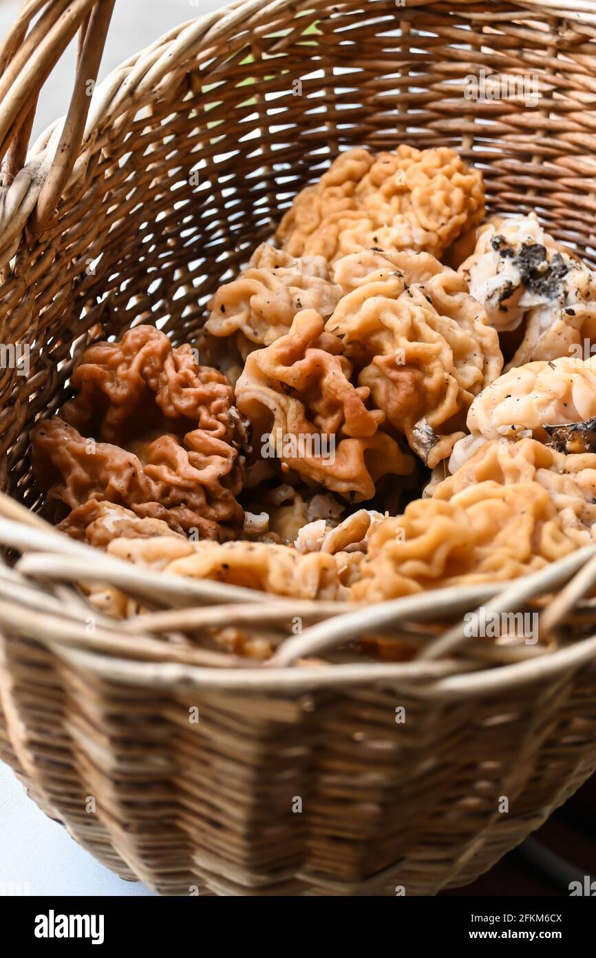 Punti a fungo. I primi funghi commestibili della foresta di maggio vicino a Mosca. Foto Stock