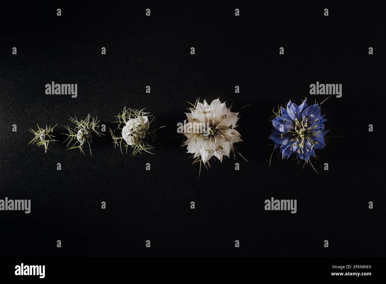 Progressione di un fiore in fasi e fasi dal suo germoglio alla sua apertura di fiore con i petali, isolati su sfondo nero Foto Stock