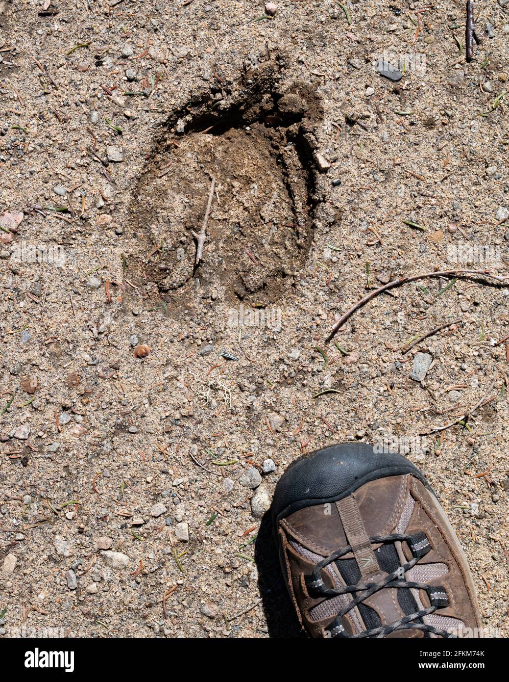 La pista di un alce selvaggio (Alces alces) nella sabbia sul bordo della foresta nella natura selvaggia dei Monti Adirondack con un piede umano per confronto. Foto Stock