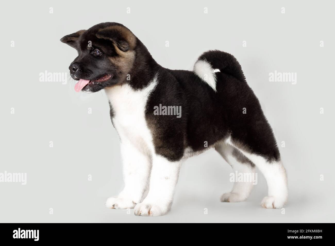 piccolo cucciolo divertente di akita americano razza cane su nero sfondo Foto Stock