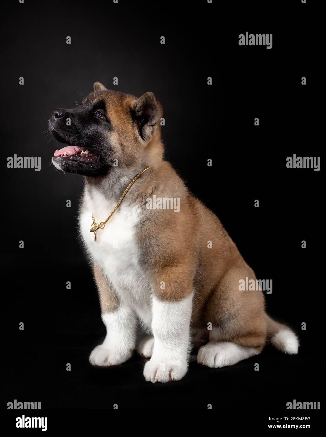 piccolo cucciolo divertente di akita americano razza cane su nero sfondo Foto Stock