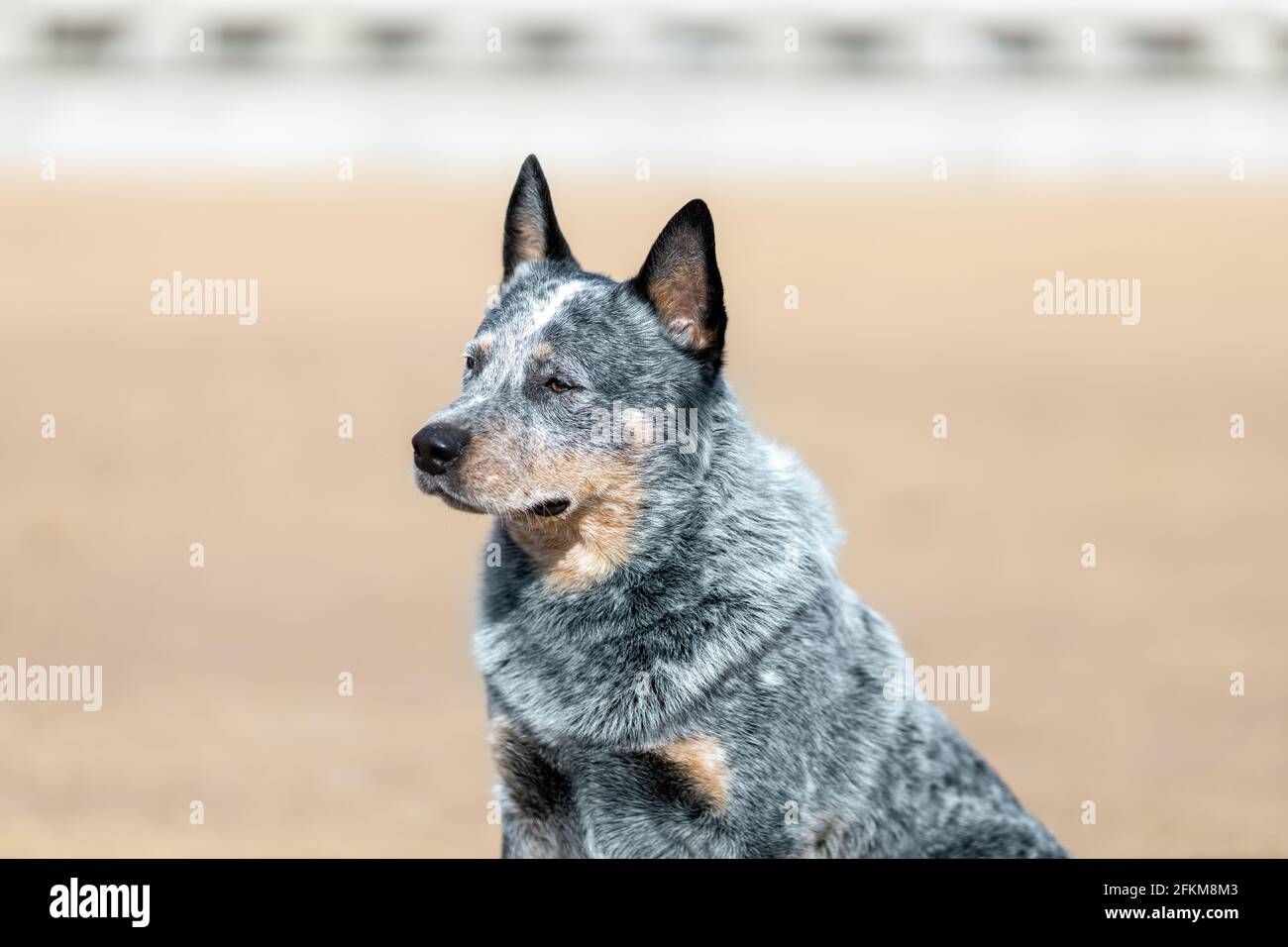 Il cane di razza del bestiame australiano o ritratto del heeler blu alla natura Foto Stock