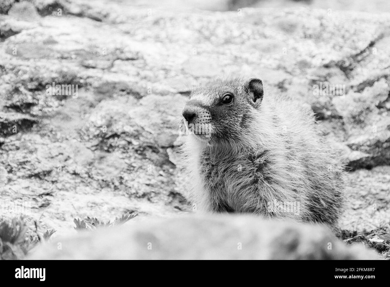 Direttamente sulla vista di una marmotta nello Stato di Washington Foto Stock
